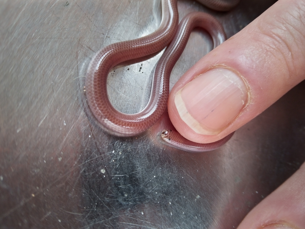 Small-Headed Blind Snake