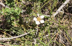 Leptospermum squarrosum