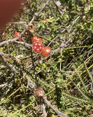 Leptospermum squarrosum