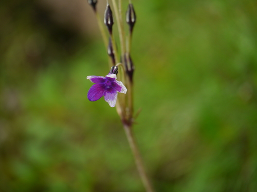 Primula macrophylla, photograph 5