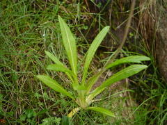 Primula macrophylla