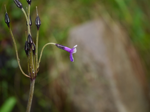 Primula macrophylla, photograph 4
