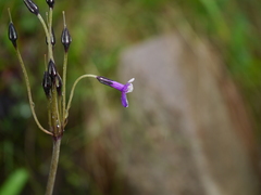 Primula macrophylla