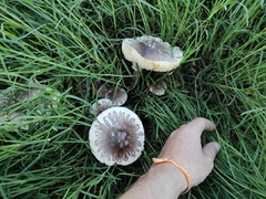 Fungi