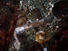 Evasterias troschelii