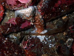 Evasterias troschelii