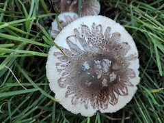 Fungi