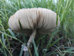 Fungi