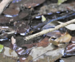 Lestoidea brevicauda