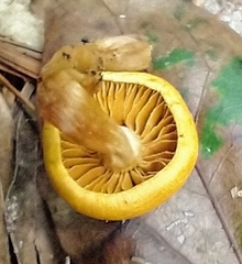 Cortinarius lewisii