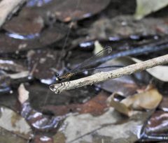 Lestoidea brevicauda