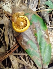 Cortinarius lewisii