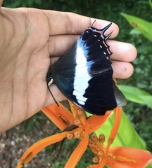 Polyura schreiber