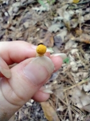 Cortinarius lewisii