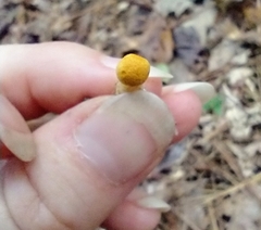 Cortinarius lewisii
