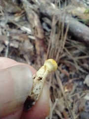 Cortinarius lewisii