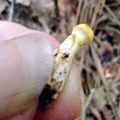 Cortinarius lewisii