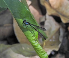 Lestoidea