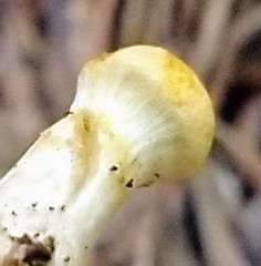Cortinarius lewisii