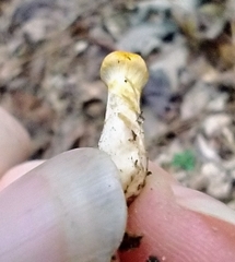 Cortinarius lewisii
