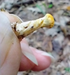 Cortinarius lewisii