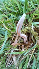 Clavaria incarnata