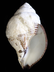 Latirolagena smaragdulus