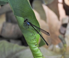 Lestoidea