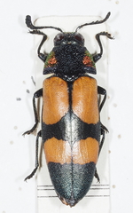 Agelia petelii