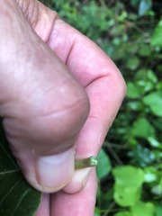 Parsonsia fulva
