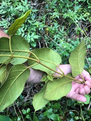 Parsonsia fulva