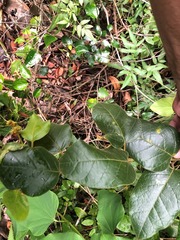 Parsonsia fulva