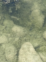 Micropterus punctulatus