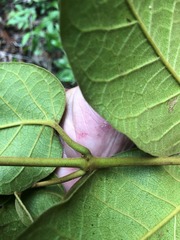 Parsonsia fulva