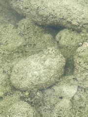 Micropterus punctulatus