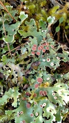 Pseudocyphellaria homoeophylla