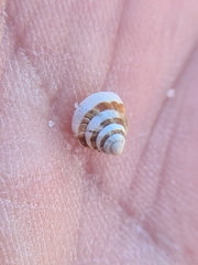 Cochlicella conoidea