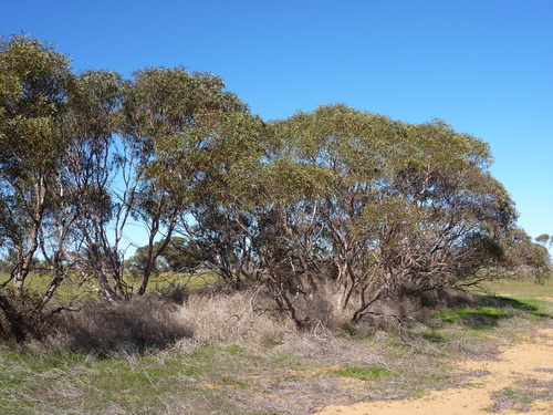 Beard's Mallee (Eucalyptus beardiana)