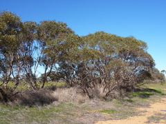 Eucalyptus beardiana