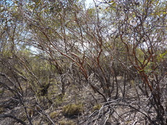 Eucalyptus aspratilis