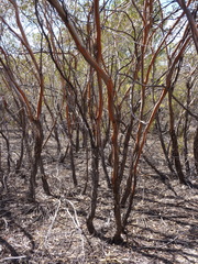 Eucalyptus aspratilis