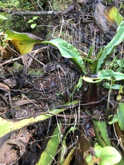 Macrotyphula phacorrhiza