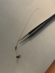 Macrotyphula phacorrhiza