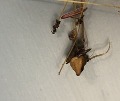 Macrotyphula phacorrhiza