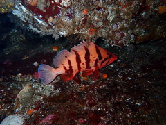 Sebastes nigrocinctus