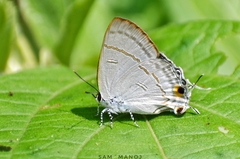 Hypolycaena erylus