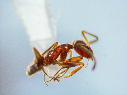 High Noon Ant