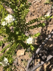 Pimelea flava dichotoma