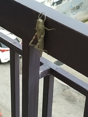 Anacridium aegyptium