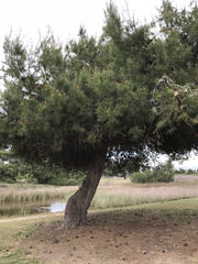 Pinus torreyana
